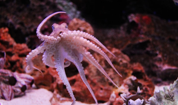 哺乳期可以吃章鱼吗