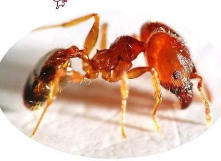 孕妇可以吃酸蚂蚁吗