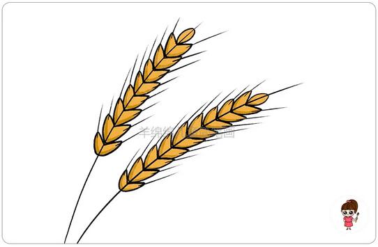 超简单的小麦穗简笔画教程图片
