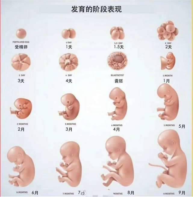 怀孕14周孩子多大图片图片
