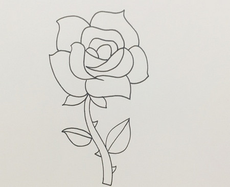 盛开的玫瑰花简笔画怎么画步骤图解