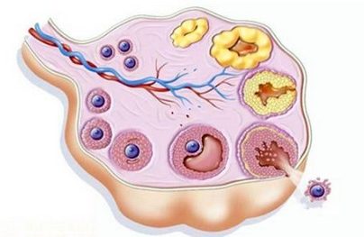 什么是卵巢储备不良？怎么评估自己的卵巢储备功能？