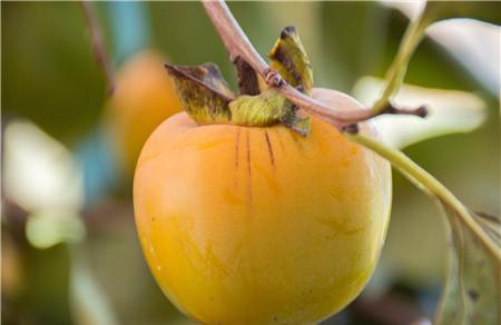 柿子叶治胃病的方法