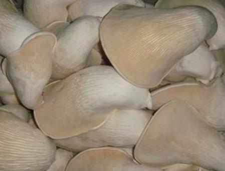 哺乳期可以吃白灵菇吗