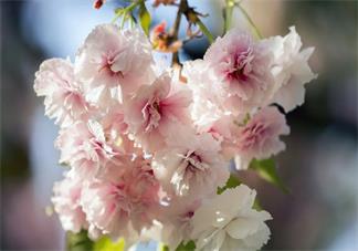 樱花和樱桃的关系是什么 樱花谢了会结樱桃吗