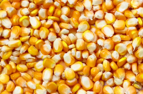 玉米价格涨幅62%是什么原因 玉米为什么会涨价