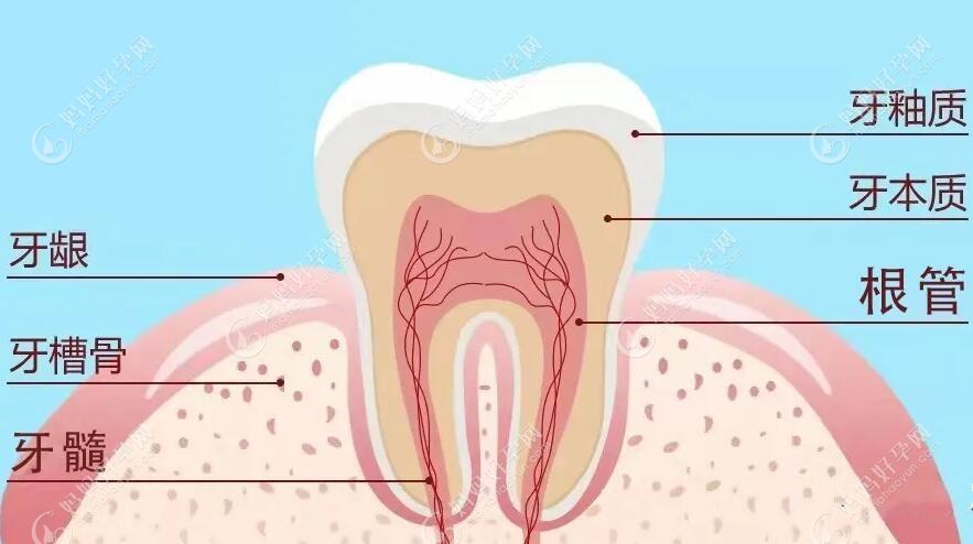 牙齿内容结构图