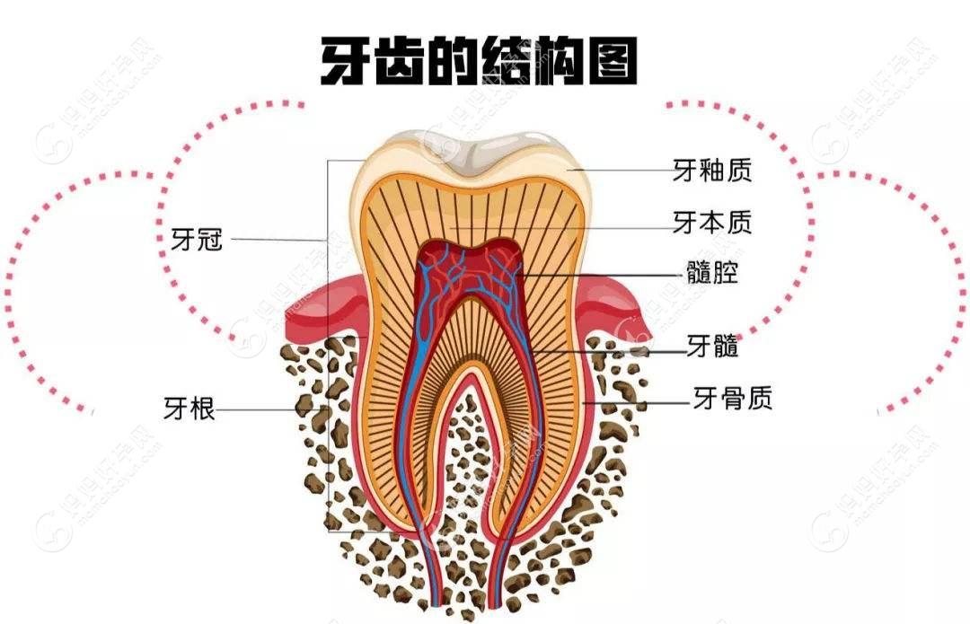 牙齿的构成 结构图图片