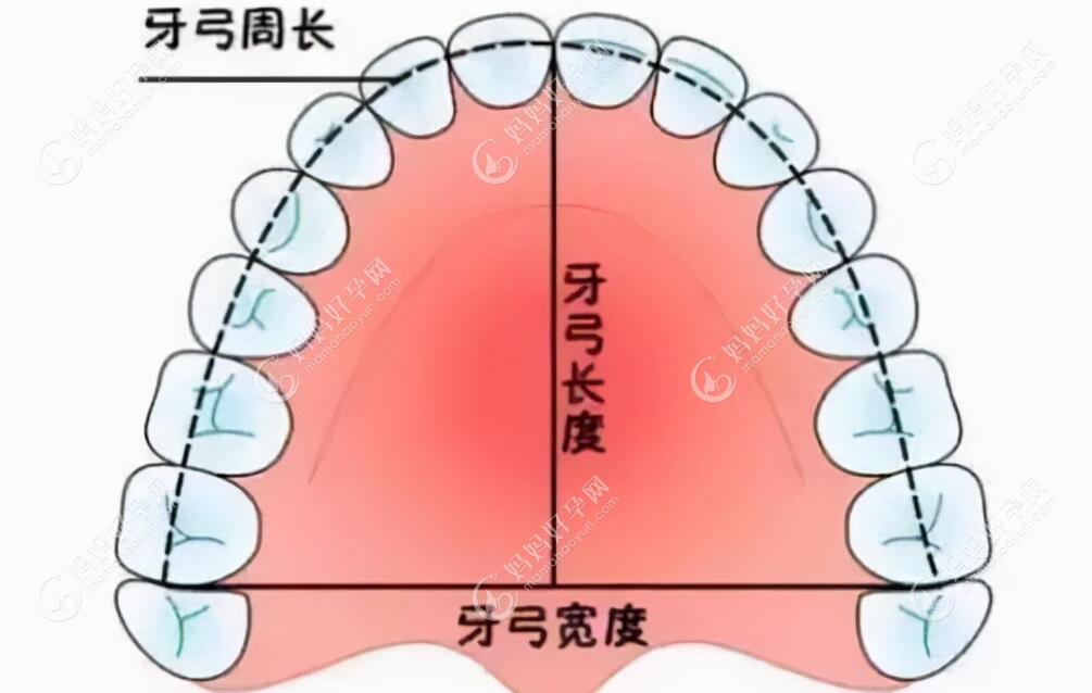 牙弓的周长及长度和宽度
