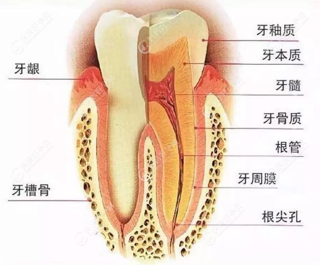 简述牙龈炎和早期牙周炎的区别,哪个症状更严重一看便知