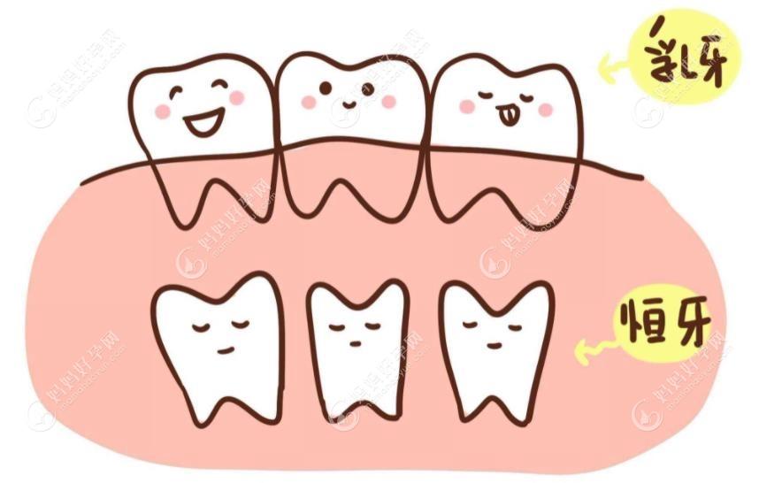 先天性缺少恒牙的牙胚