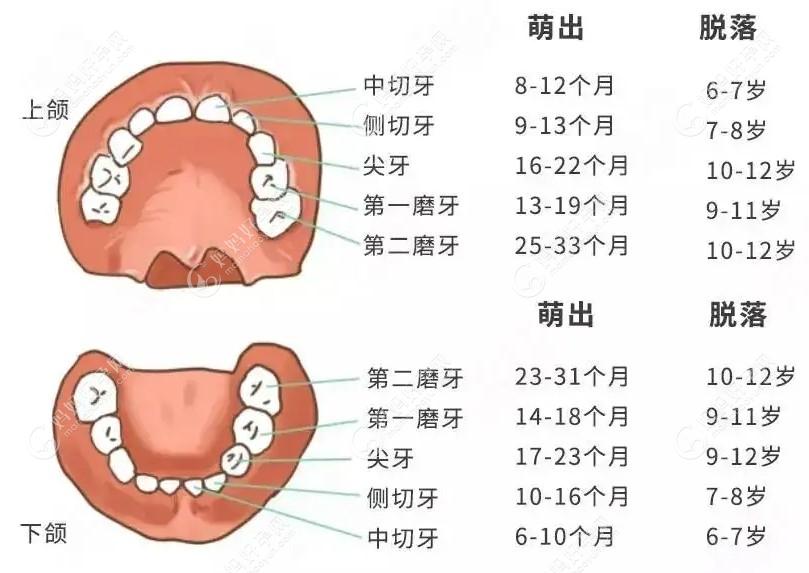 儿童乳牙萌出及换牙顺序图这有看下哪几颗牙是终身不换的