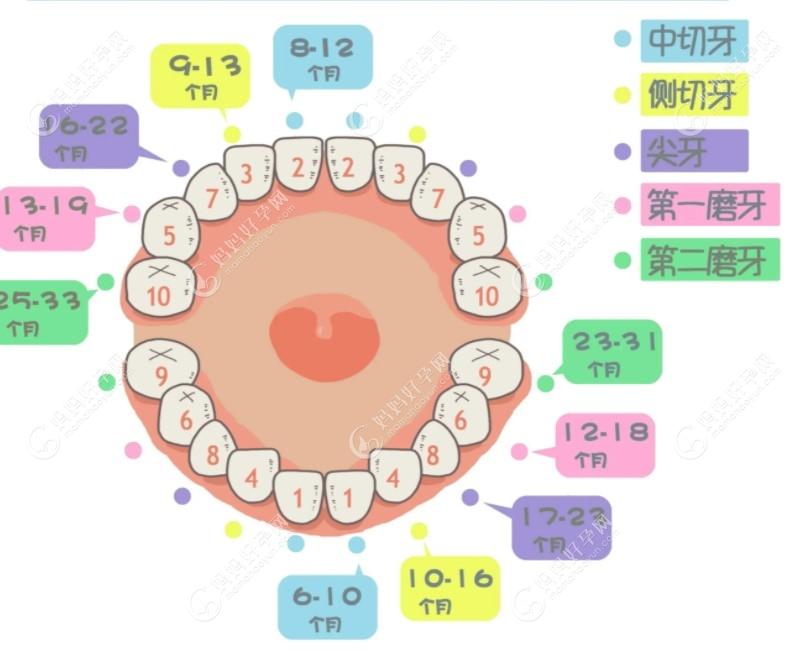 乳牙萌出顺序及位置图