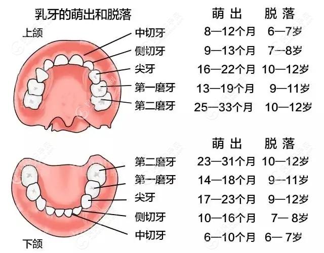 乳牙生长顺序和时间图片