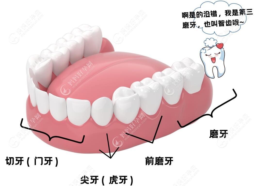 牙齿生长位置示意图