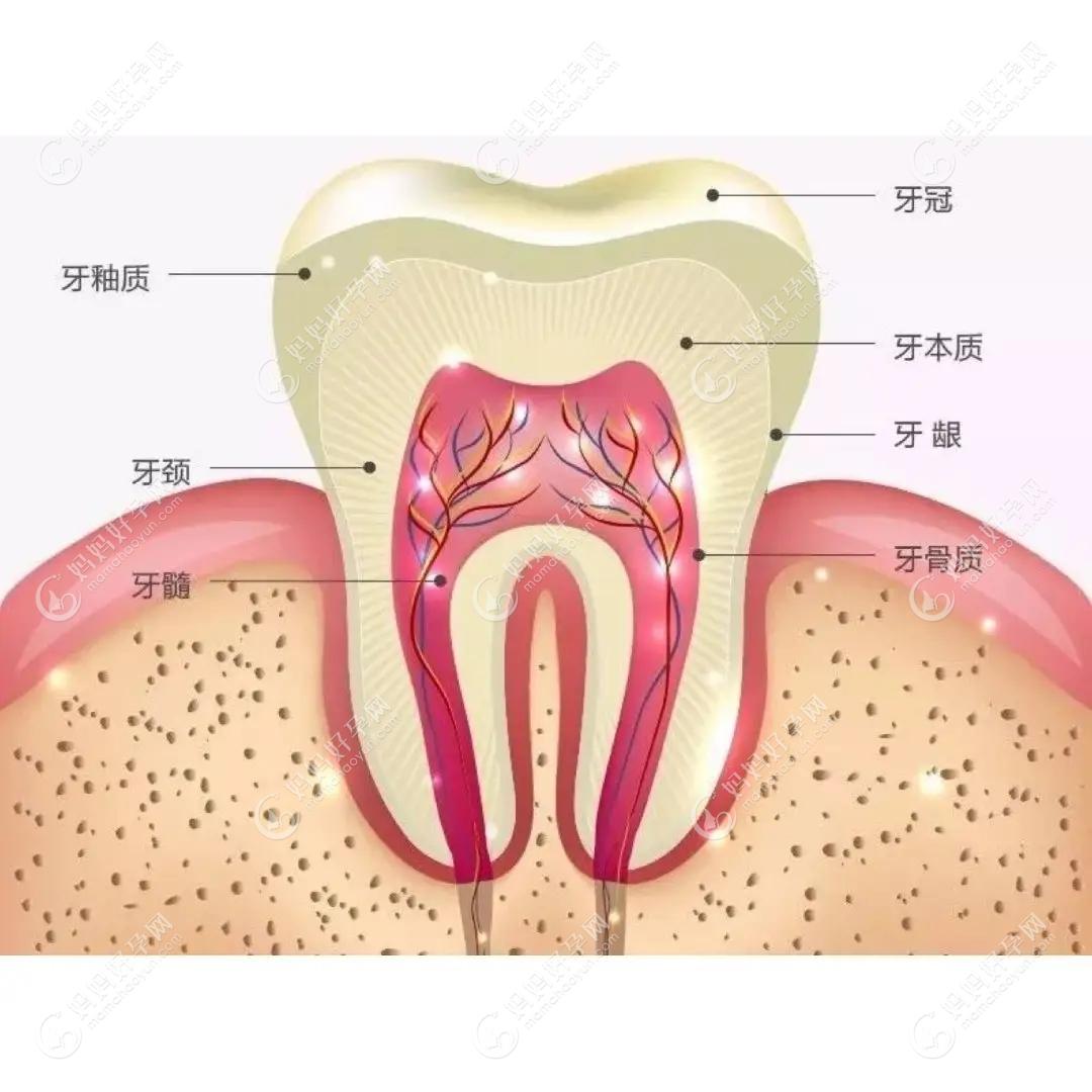 门牙结构图图片