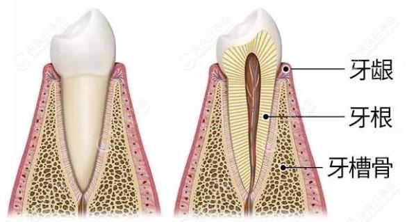 牙齿牙槽骨结果解剖图