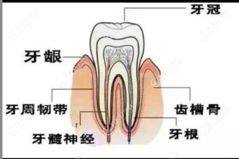 牙齿结构图www.mamahaoyun.com