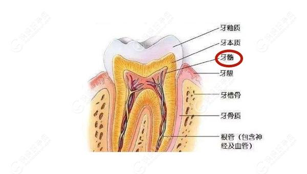 牙齿的结构图