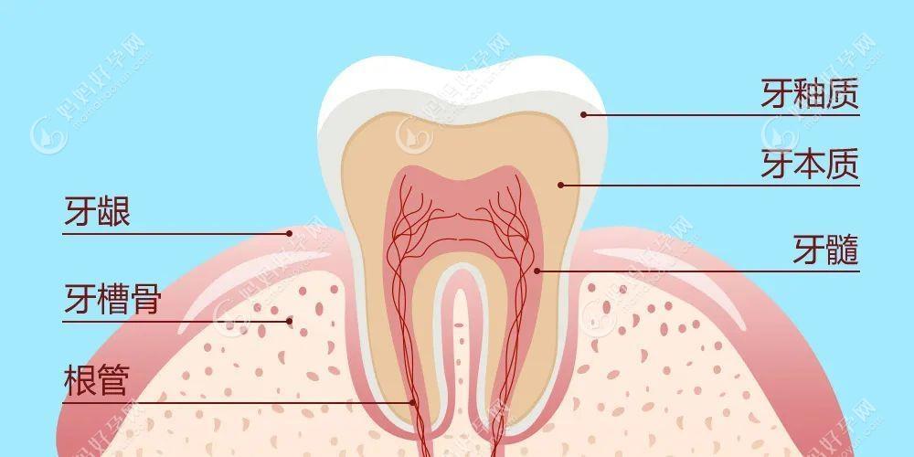 牙龈经常出血可以做牙齿矫正吗？先不要做,不然牙龈会肿胀
